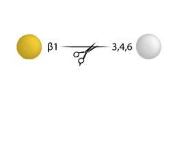 Beta-(1-3,4,6) Galactosidase